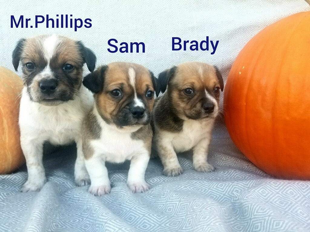Mr. Phillips, Sam, and Brady - The Road Home Animal Project