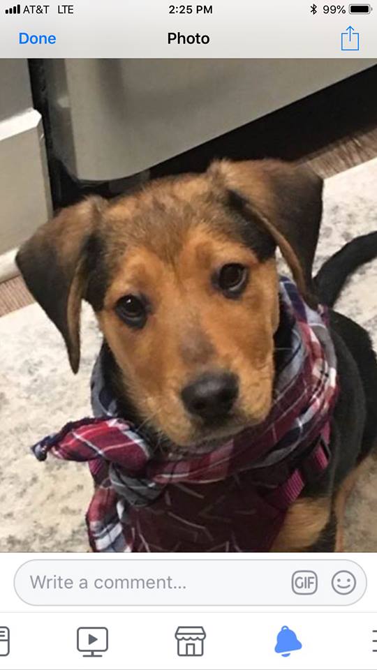 Murphy - The Road Home Animal Project