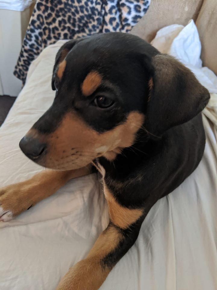 Nala aka Sophia - The Road Home Animal Project