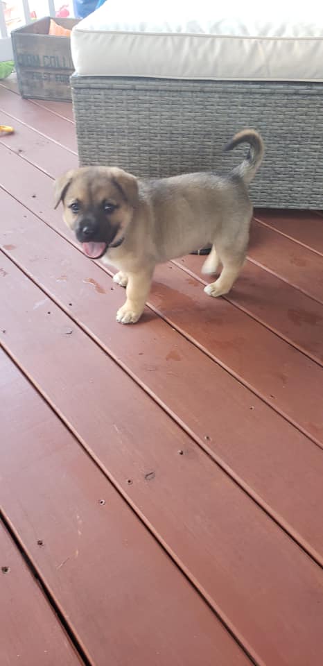 Noble aka Murphy - The Road Home Animal Project