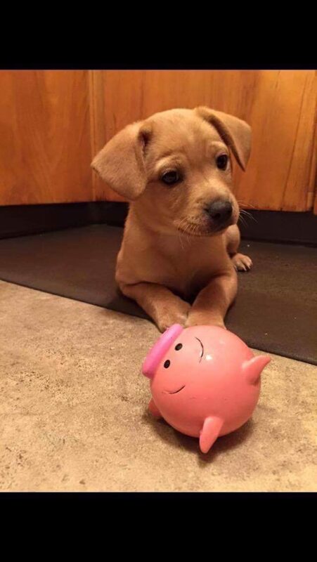 Oakley - The Road Home Animal Project