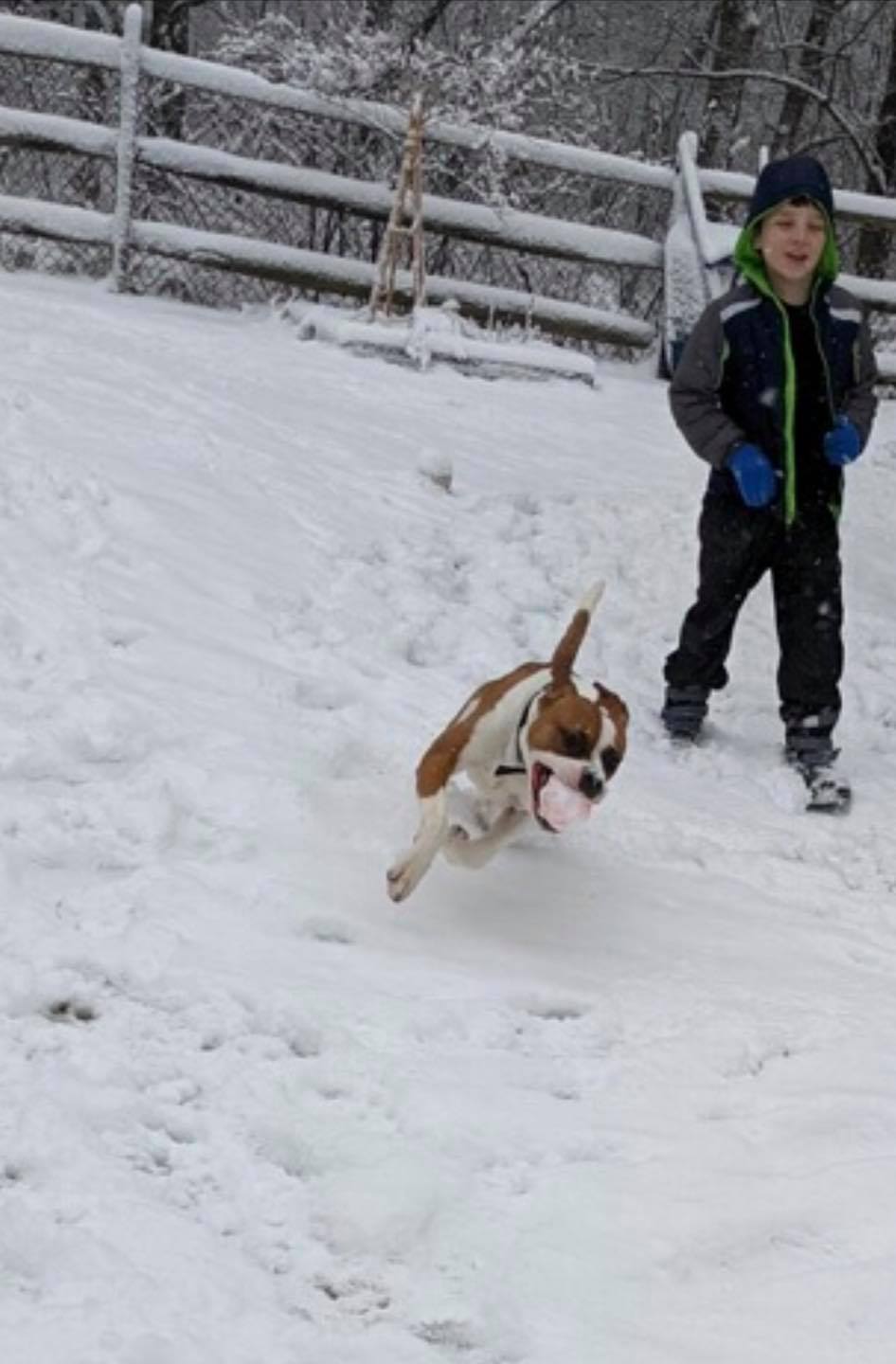 Ottie - The Road Home Animal Project