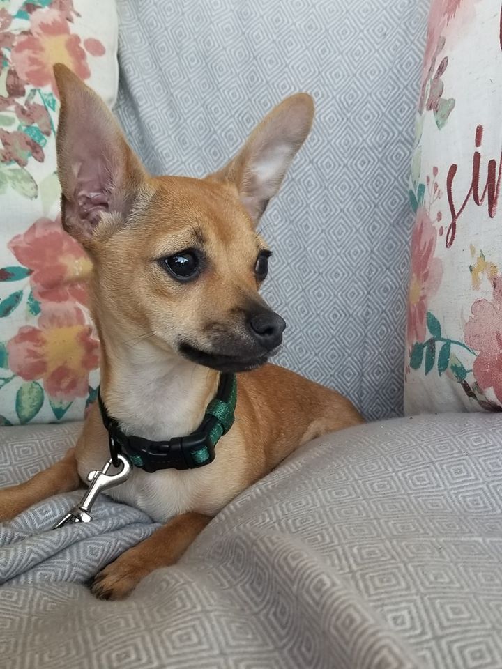 Paige - The Road Home Animal Project