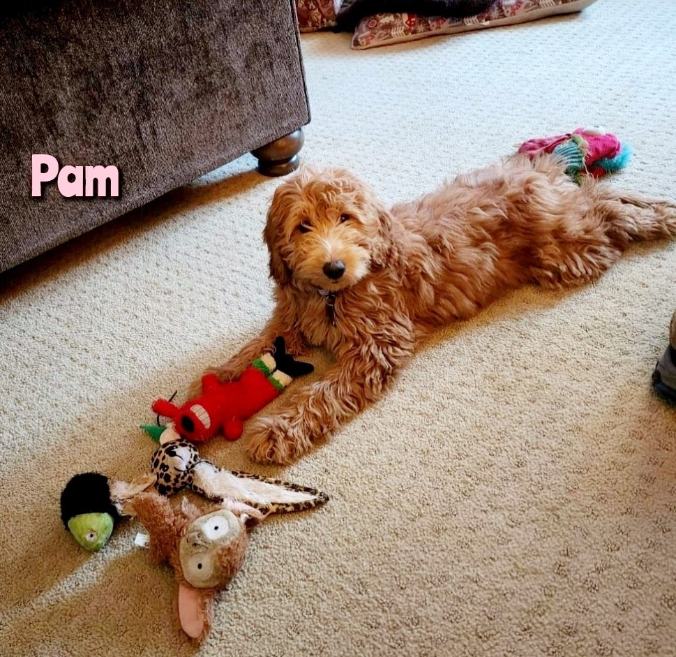 Pam - The Road Home Animal Project
