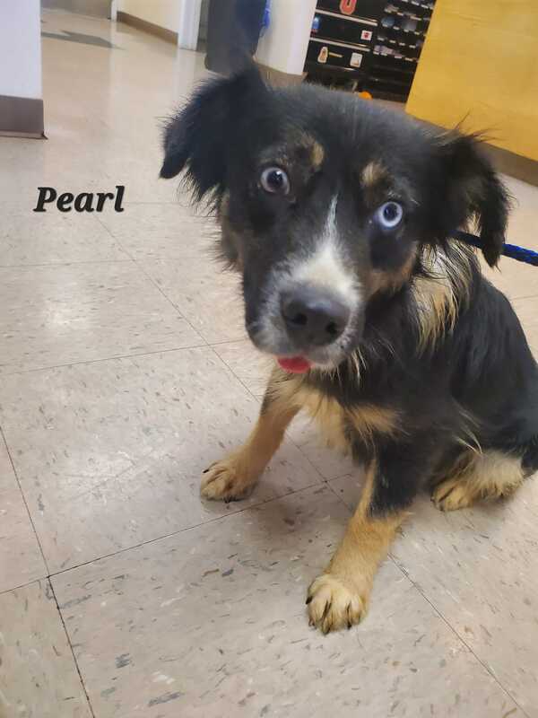 Pearl - The Road Home Animal Project