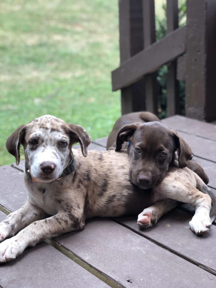 Peebles and Fred - The Road Home Animal Project