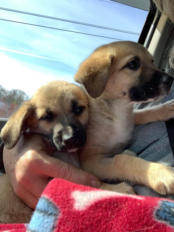 Peeps and Paul - The Road Home Animal Project