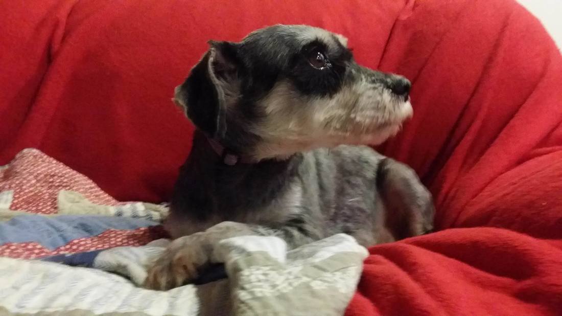 Pepper - The Road Home Animal Project