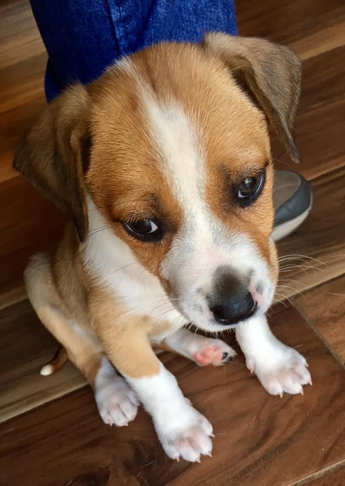 Pip - The Road Home Animal Project