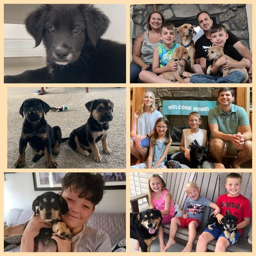 Pup - The Road Home Animal Project