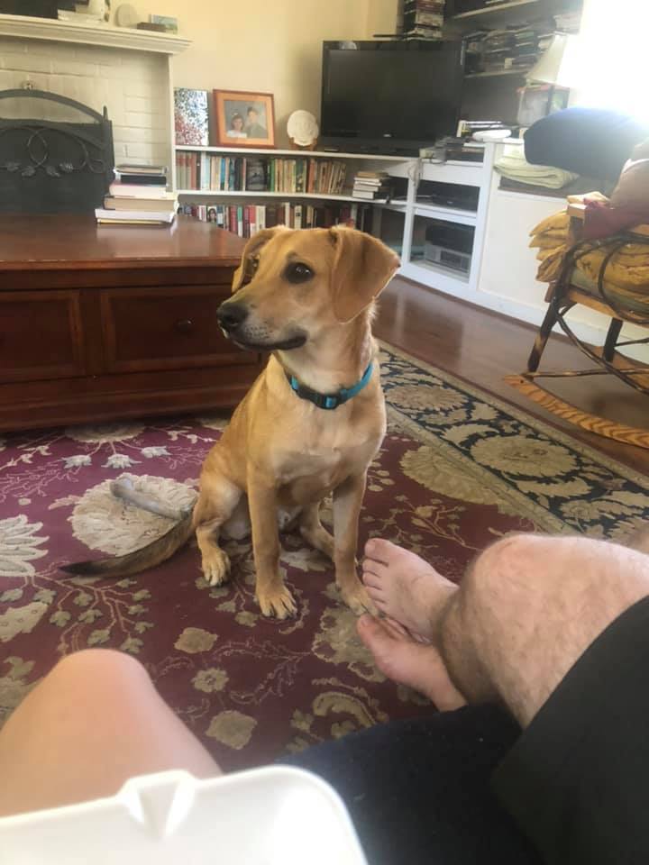 Queso aka Bowie - The Road Home Animal Project