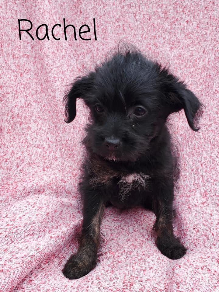 Rachel - The Road Home Animal Project