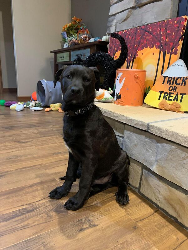 Rambo - The Road Home Animal Project