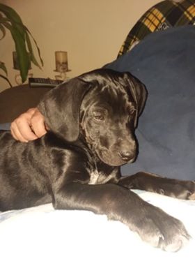 Raven - The Road Home Animal Project