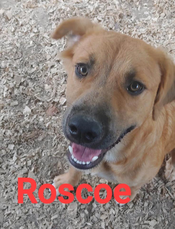 Roscoe - The Road Home Animal Project