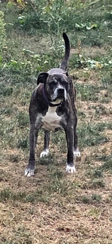 Roxie - The Road Home Animal Project