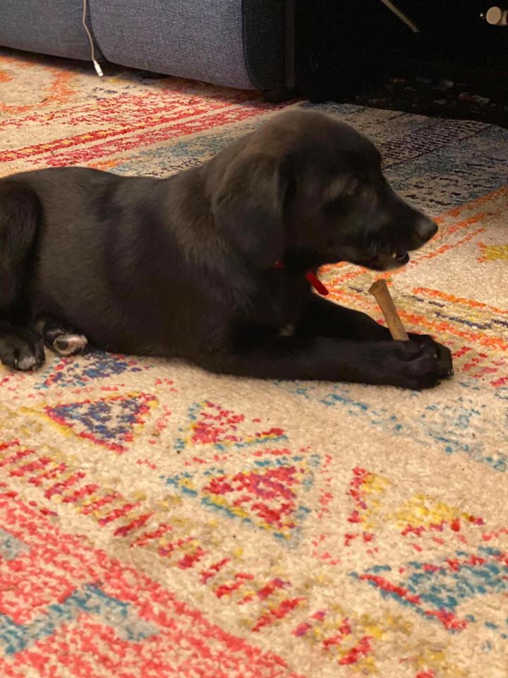 Ruby - The Road Home Animal Project