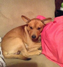 Rufus - The Road Home Animal Project