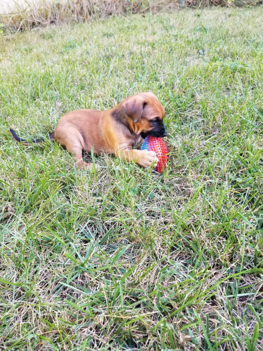 Rusty - The Road Home Animal Project