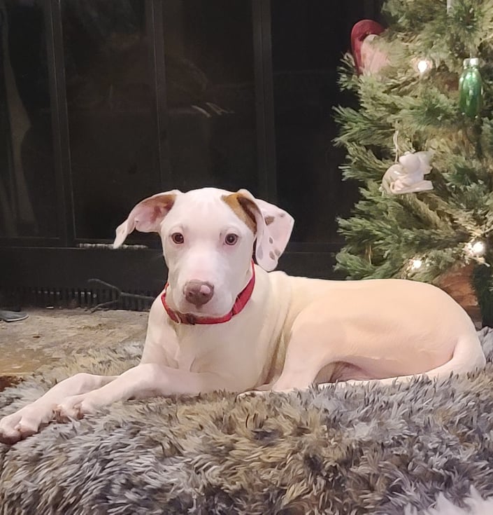 Shadow - The Road Home Animal Project