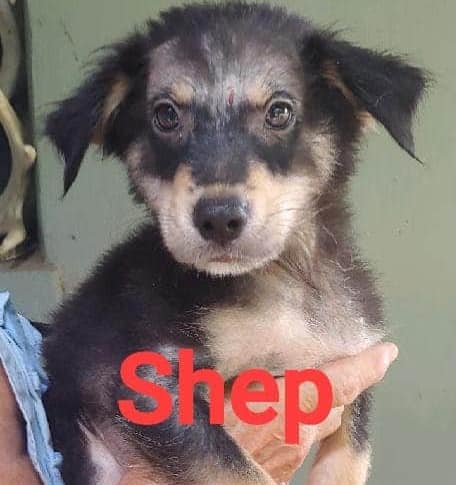 Shep - The Road Home Animal Project