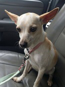 Shya - The Road Home Animal Project