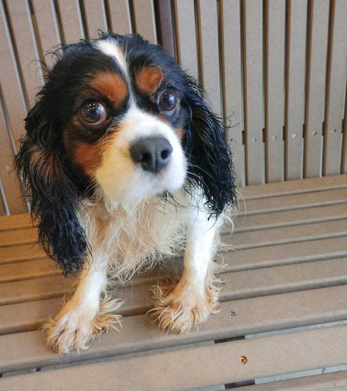 Simon - The Road Home Animal Project