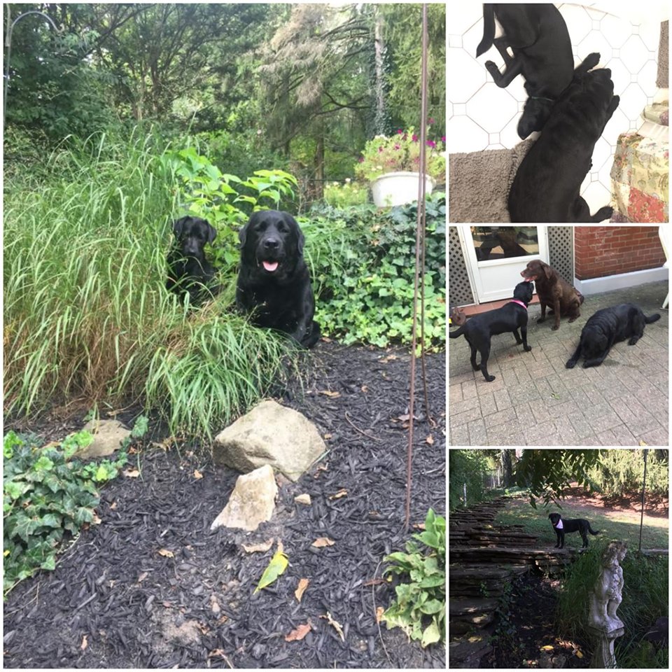 Sissy - The Road Home Animal Project