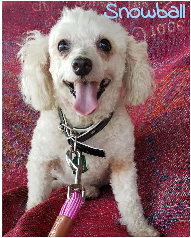 Snowball - The Road Home Animal Project