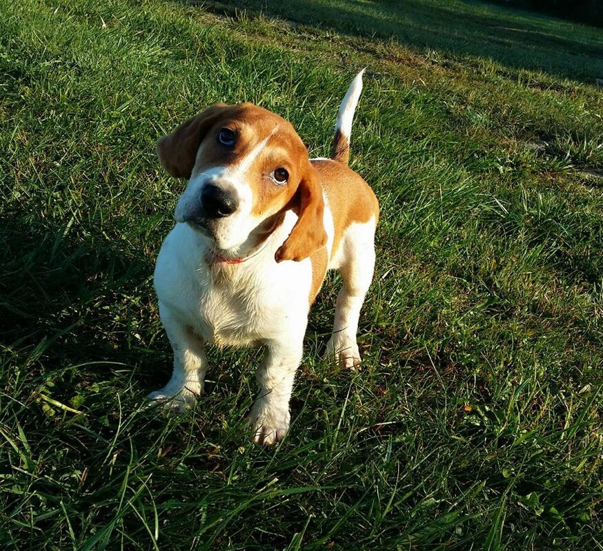 Sophie - The Road Home Animal Project