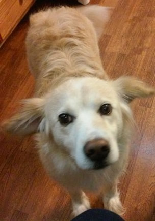 Sunshine - The Road Home Animal Project