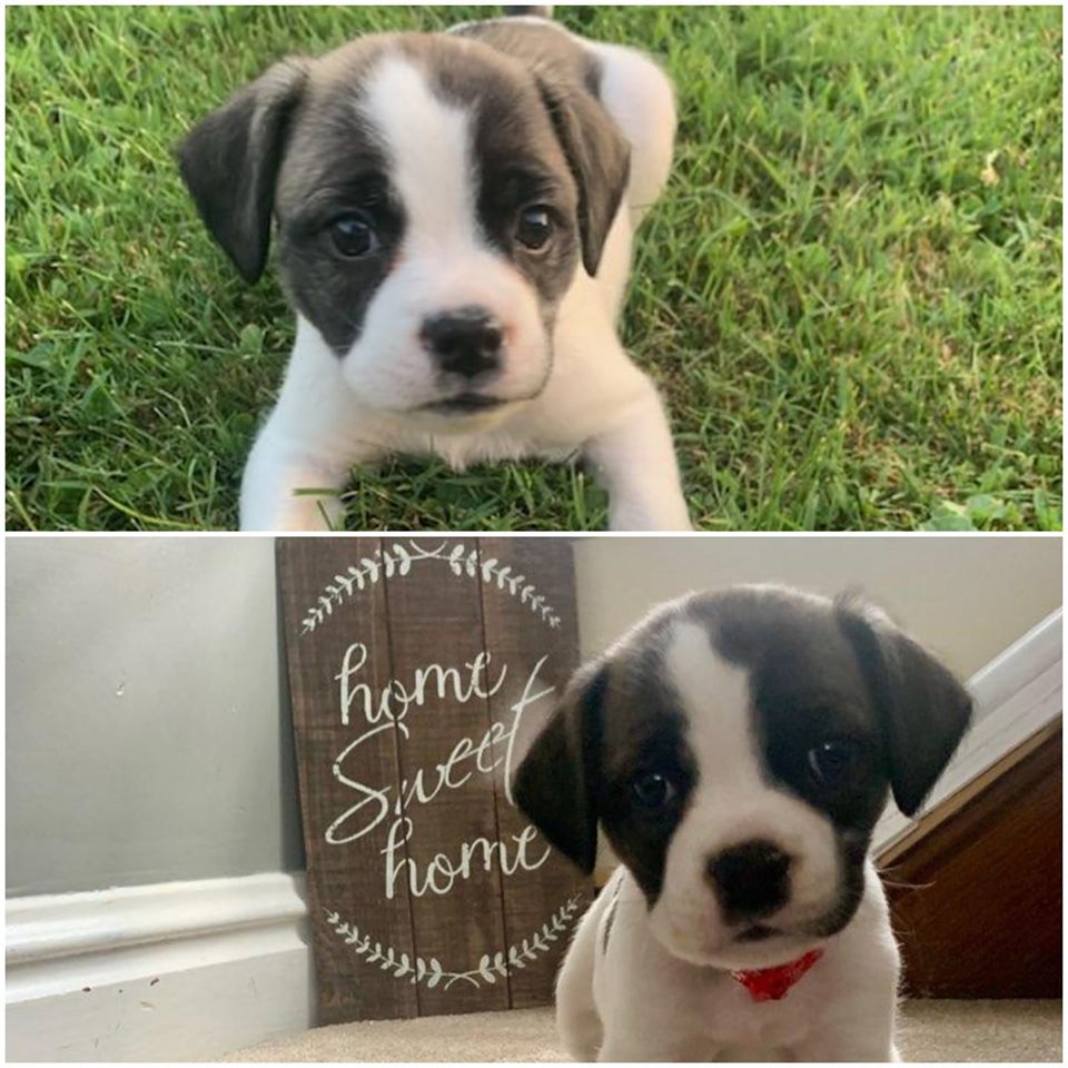 Suzy Q - The Road Home Animal Project