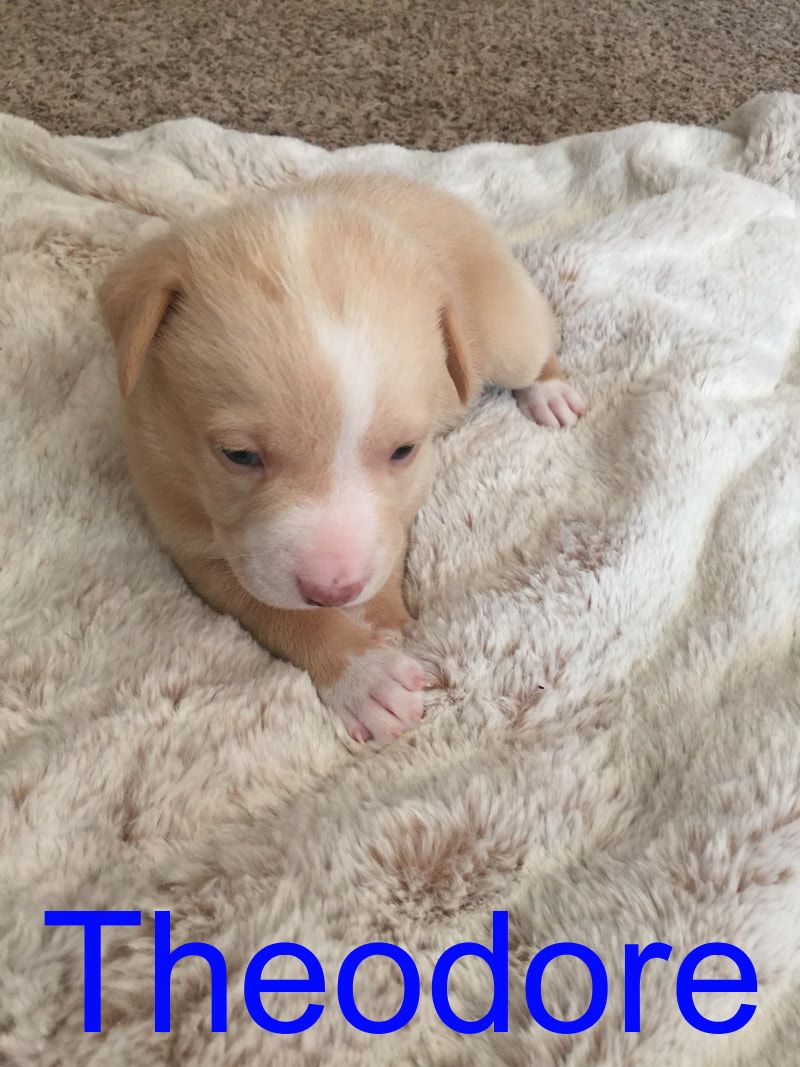 Theodore - The Road Home Animal Project