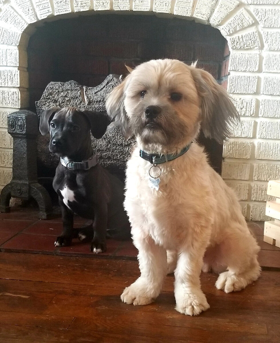 Thrice - The Road Home Animal Project