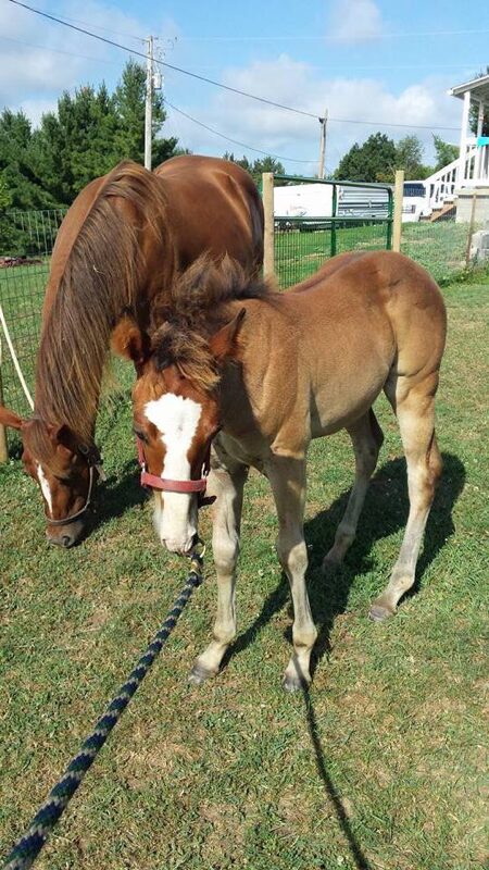 Titan - The Road Home Animal Project