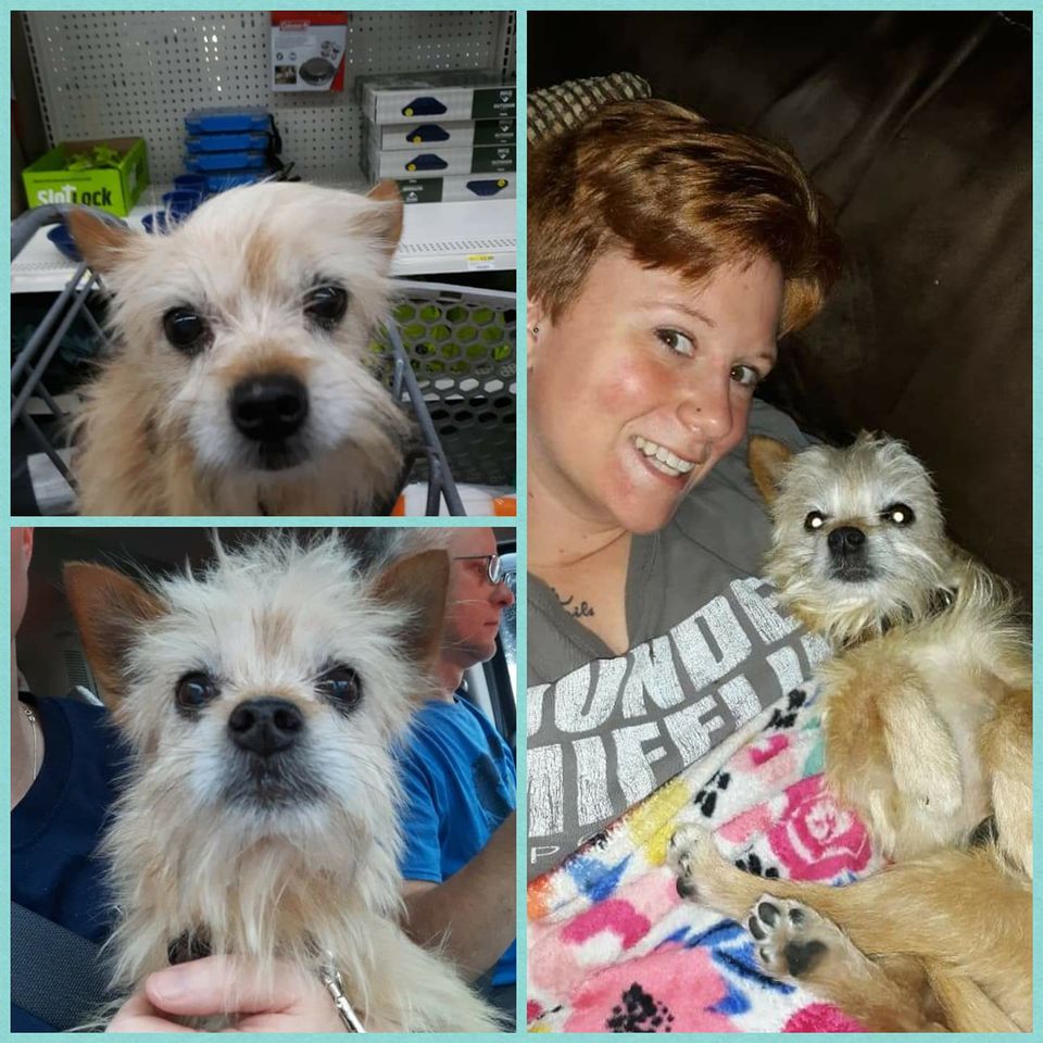 Toto - The Road Home Animal Project