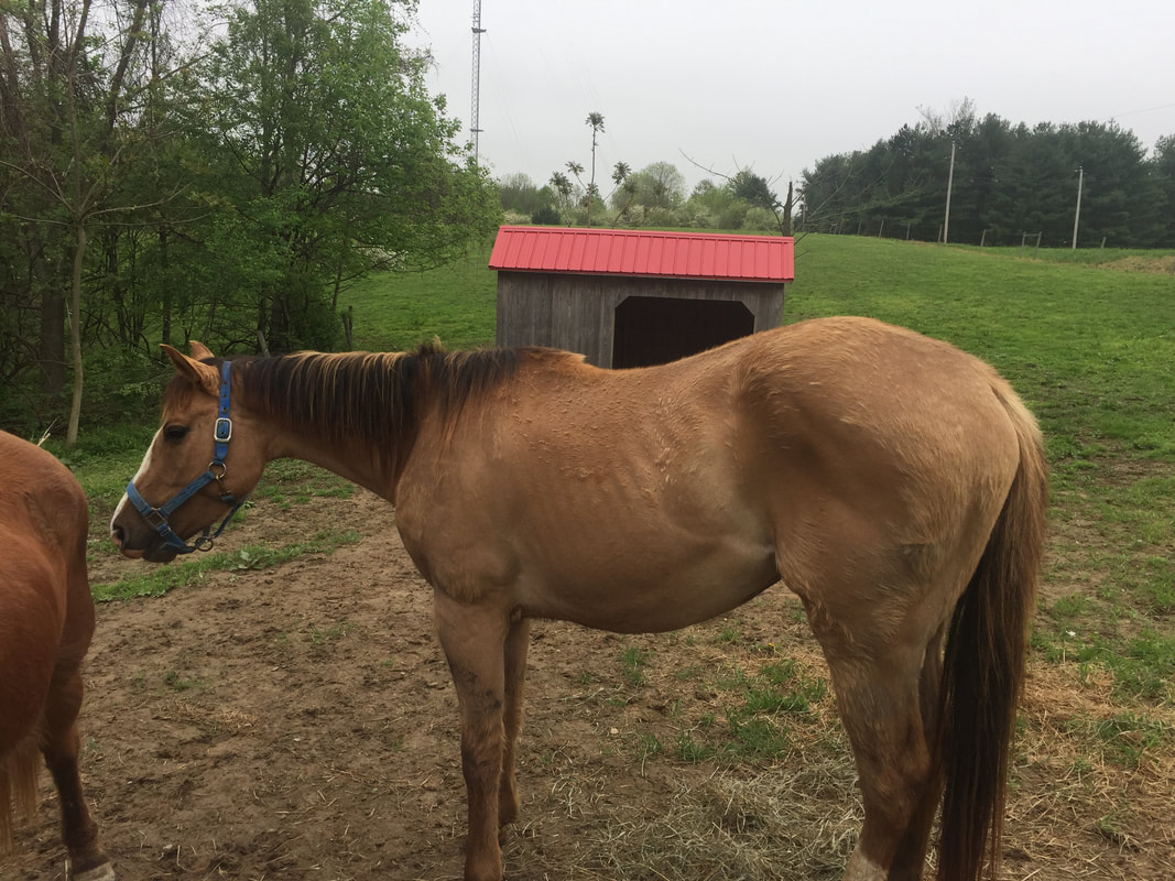 Trooper - The Road Home Animal Project