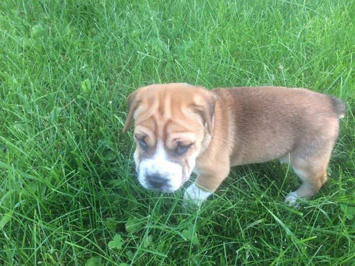 Wallee - The Road Home Animal Project