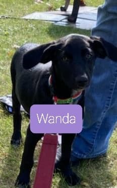 Wanda - The Road Home Animal Project