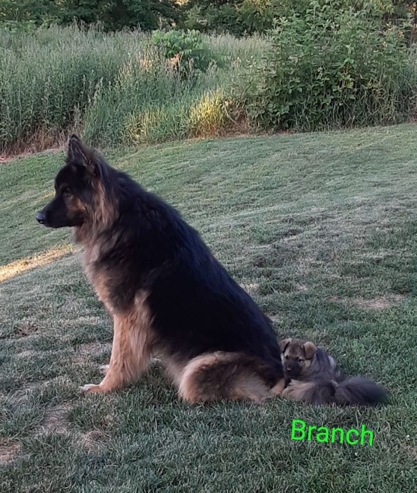 Wayne aka Branch - The Road Home Animal Project