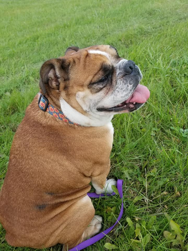 Wiggles - The Road Home Animal Project