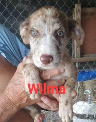 Wilma - The Road Home Animal Project