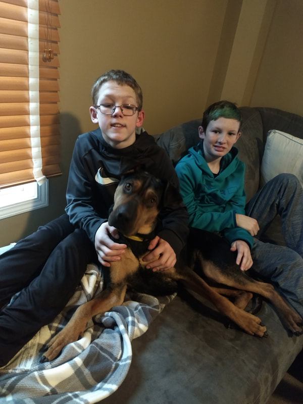 Wolfie - The Road Home Animal Project