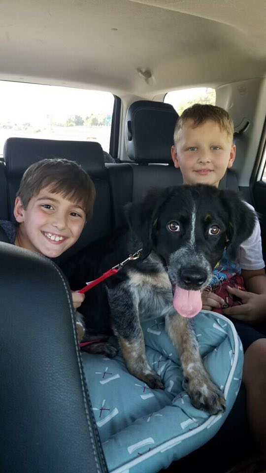 Wrigley - The Road Home Animal Project