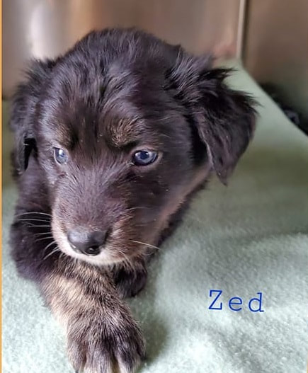 Zed - The Road Home Animal Project