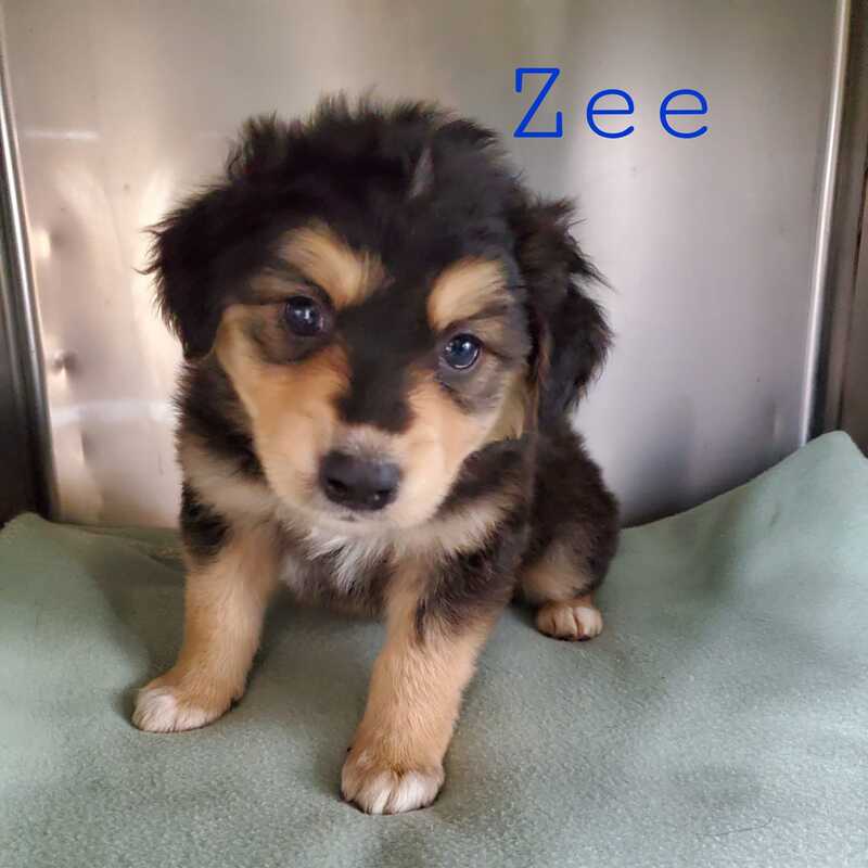 Zee - The Road Home Animal Project