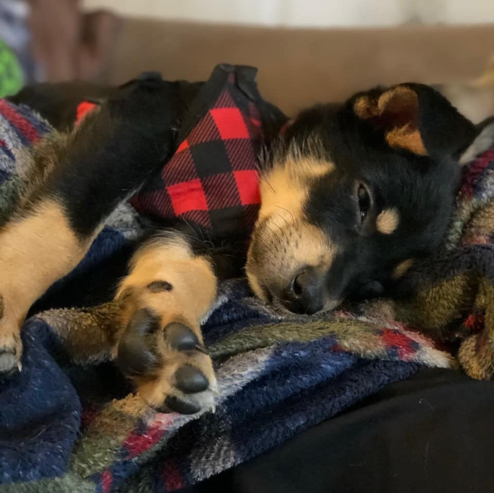 Zoey aka Maizey - The Road Home Animal Project