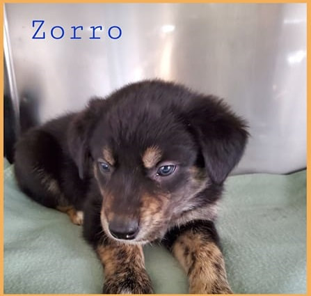 Zorro - The Road Home Animal Project