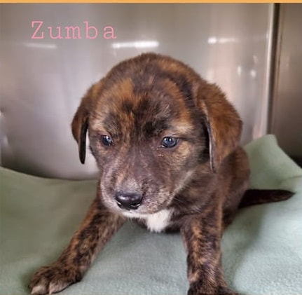 Zumba - The Road Home Animal Project