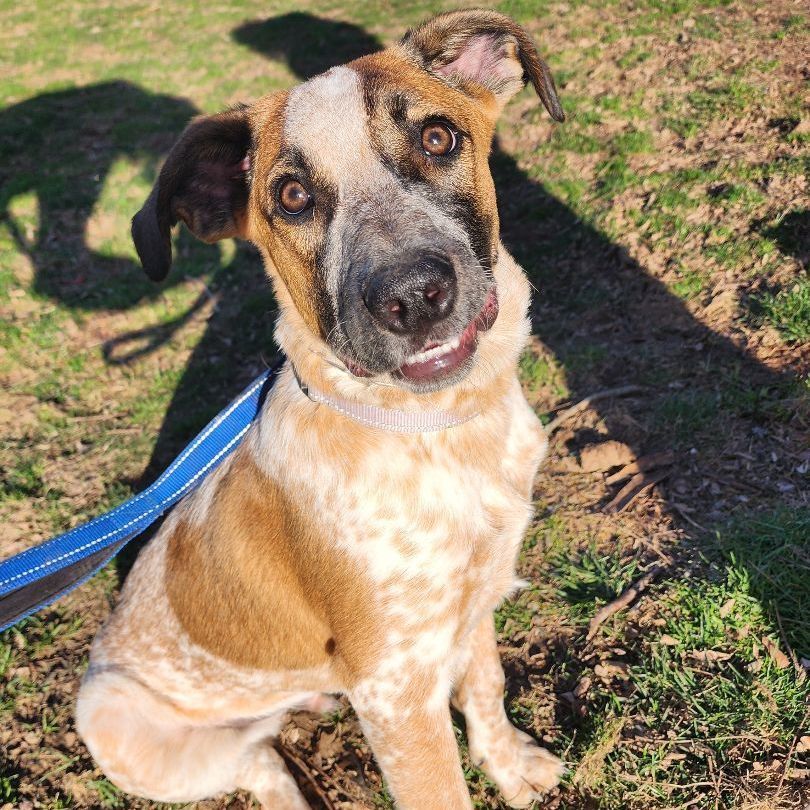 Peanut - The Road Home Animal Project